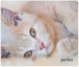 Perfeo Коврик для компьютерной мыши "Cat", Рис.4 (350*300*3 мм), ткань+резиновое основание