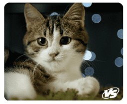 VS Коврик для компьютерной мыши "Cat", Рис.7 (194*233*3 мм), полипропилен+вспененный пластик